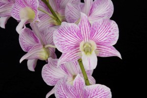 Dendrobium Hawaii Stripes JaclynAM/AOS 83 pts.